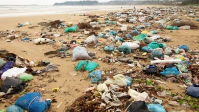 Photo of El Día Internacional de Limpieza de Playas