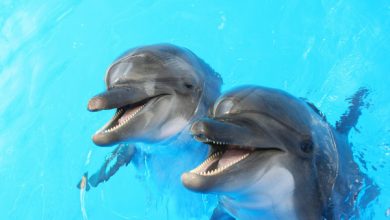 Photo of Audiencia sobre delfines